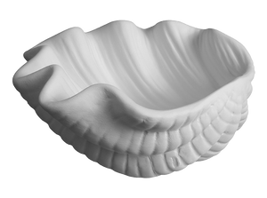 Giant Clam Shell Dish